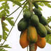 Papaya pickle