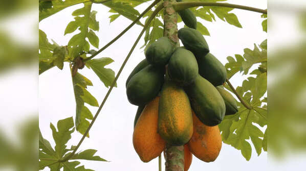 Papaya pickle