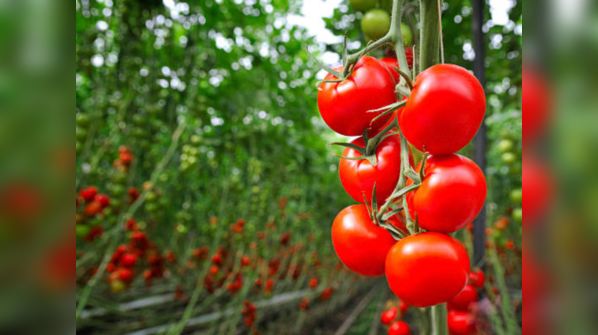 Tomatoes