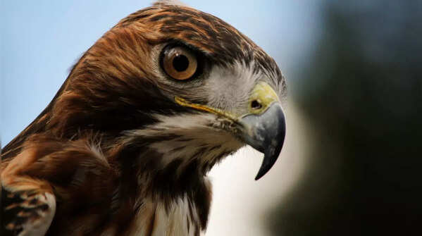 Hawks