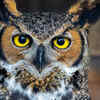 Owls