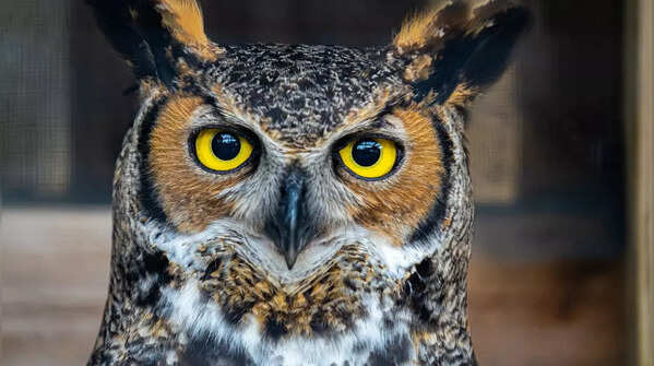Owls
