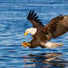 Eagles