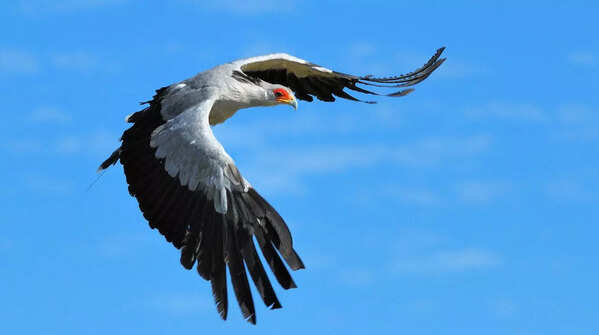 Secretary Bird