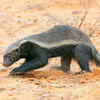 Honey Badger