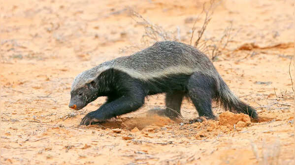 Honey Badger