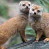 Mongoose