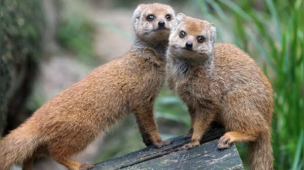 Mongoose