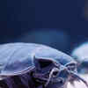 Article image for: 10 creatures that survive in the deepest parts of the ocean