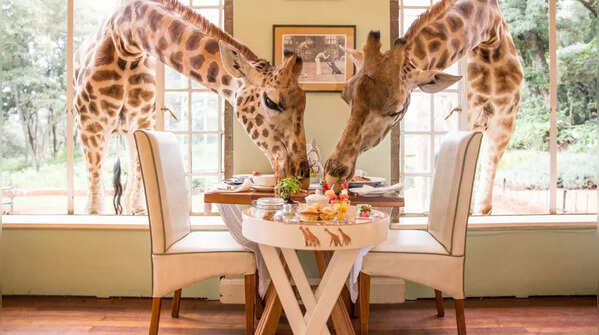 Giraffe Manor, Kenya
