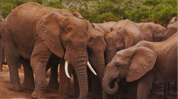 Addo Elephant Park