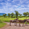Kruger National Park