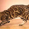 Bengal Cat