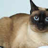 Siamese Cat