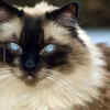 Ragdoll
