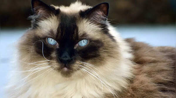 Ragdoll
