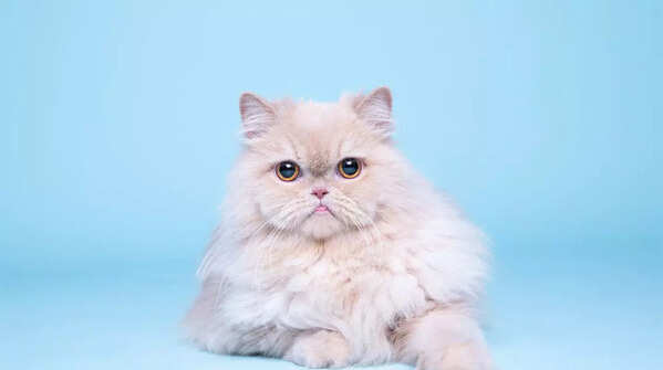 Persian Cat