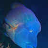 8 vibrant green-coloured fish found in the Indian Ocean | Times of