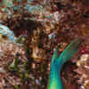 8 vibrant green-coloured fish found in the Indian Ocean | Times of