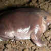 Purple Frog 