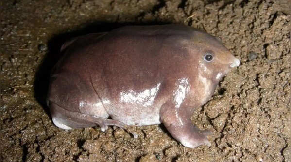 Purple Frog