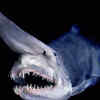 Goblin Shark 
