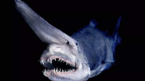 Goblin Shark
