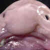 Blobfish 