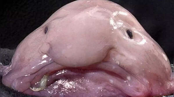 Blobfish