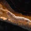 Naked Mole Rat 