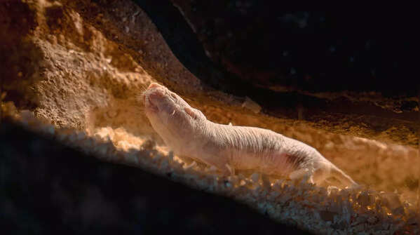 Naked Mole Rat