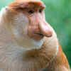 Proboscis Monkey 