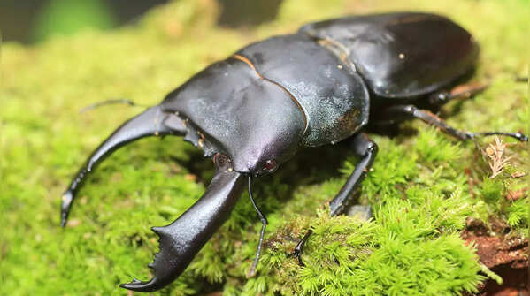 Stag beetle