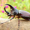 Rhinoceros beetle