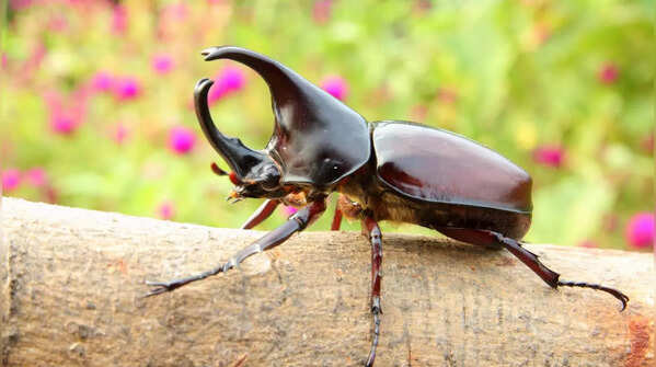 Rhinoceros beetle