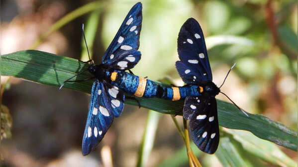 Polka dot wasp moth