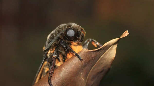Death’s-head hawkmoth
