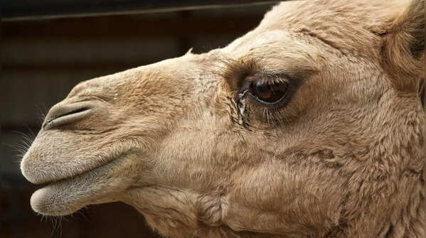 Fact check: Can camel tears neutralize the poison of thousands of snakes?