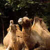 Camel tears have nanobodies