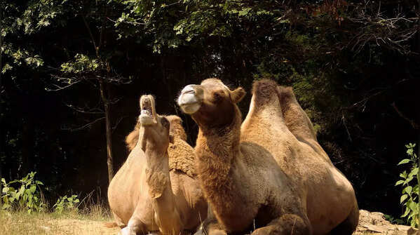 Camel tears have nanobodies