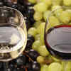 The origin of wine (The grape truth!)