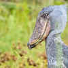 Shoebill
