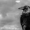 Raven