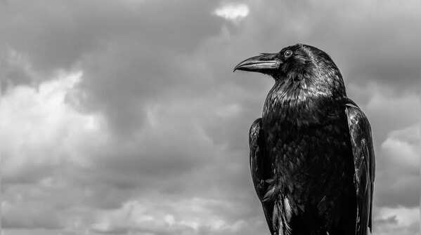 Raven