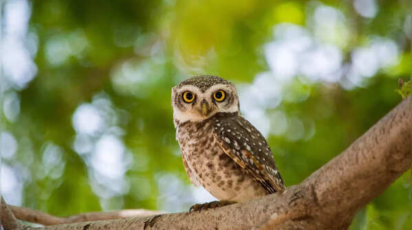 Owl