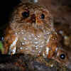 Oilbird