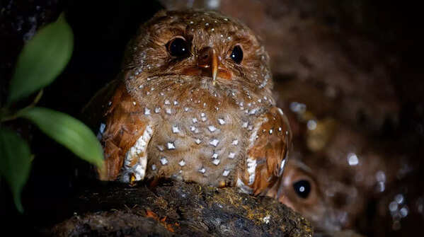 Oilbird