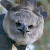 Harpy Eagle