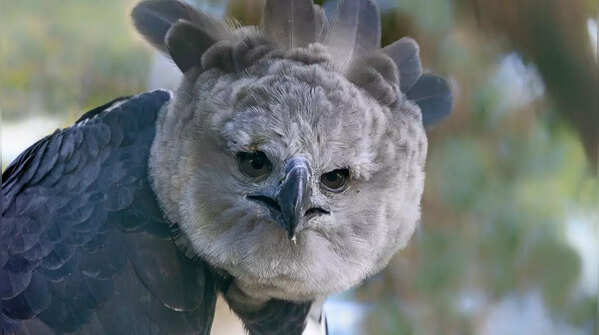 Harpy Eagle