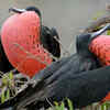 Frigatebird